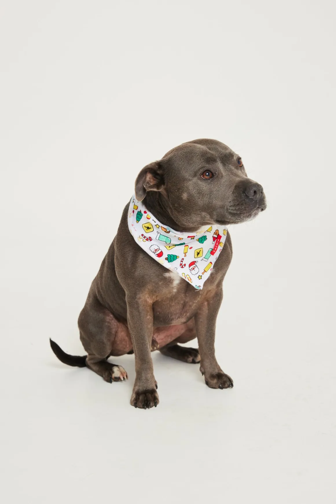 Aussie Down Under Pet Bandana