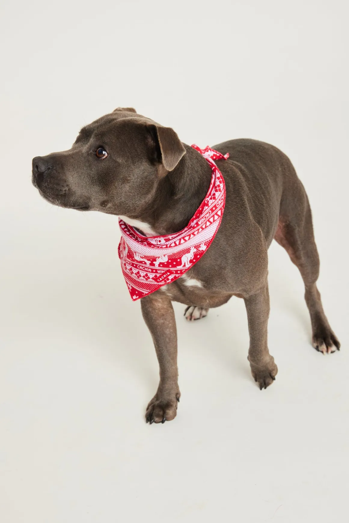 Aussie Fair Isle Pet Bandana