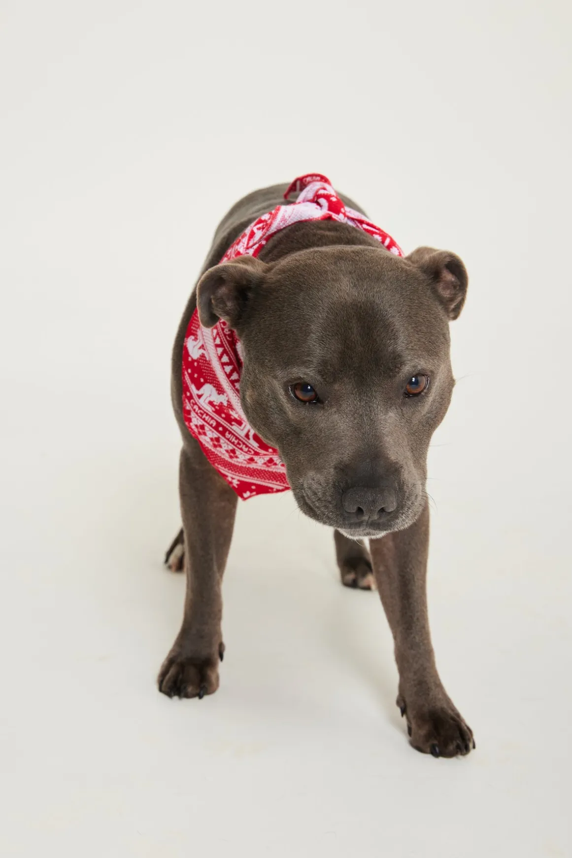 Aussie Fair Isle Pet Bandana