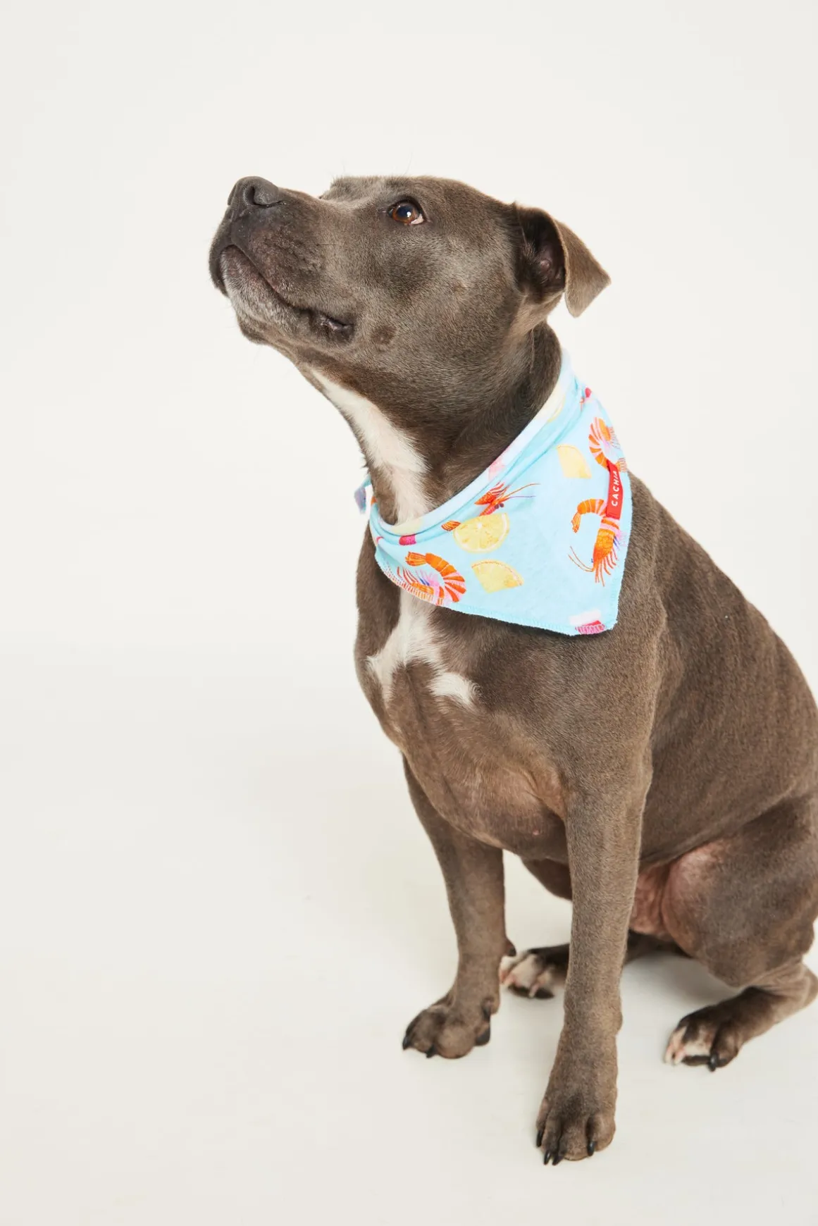 Shrimp on the Barbie Mint Pet Bandana